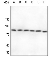 Cullin 2 Rabbit Polyclonal Antibody