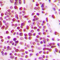 Cullin 2 Rabbit Polyclonal Antibody