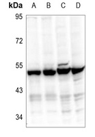 EIF3F Antibody
