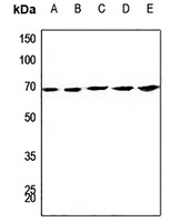 CDC23 Rabbit Polyclonal Antibody