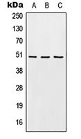 EDG6 Rabbit Polyclonal Antibody