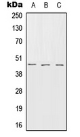 Serpin B7 Rabbit Polyclonal Antibody