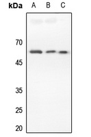 DR4 Antibody