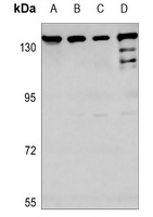 TIF1 alpha Rabbit Polyclonal Antibody