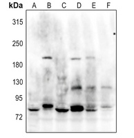 GANP Rabbit Polyclonal Antibody