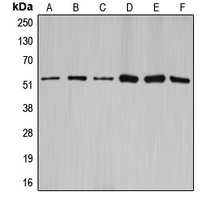 Cyclin A1/2 Rabbit Polyclonal Antibody