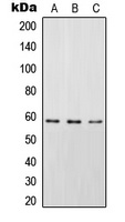 STAM2 (Phospho-Y192) Rabbit Polyclonal Antibody