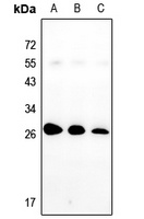 Nop30 Antibody