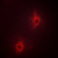 Nop30 Antibody