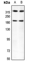 Kalirin Rabbit Polyclonal Antibody