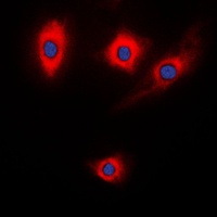 Kalirin Rabbit Polyclonal Antibody