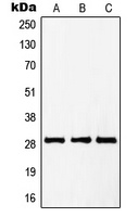 PTTG1/2/3 Antibody