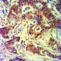 CD335 Rabbit Polyclonal Antibody