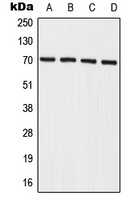 IL-27RA Antibody