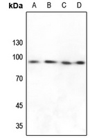 FXR2 Antibody