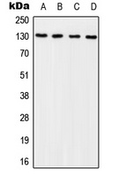 p130 Cas (Phospho-Y249) Antibody