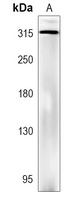 MLL4 Rabbit Polyclonal Antibody