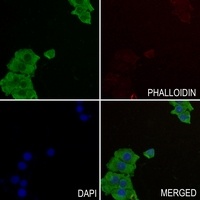 GAB2 Rabbit Polyclonal Antibody