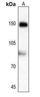 AS160 (Phospho-T642) Rabbit Polyclonal Antibody