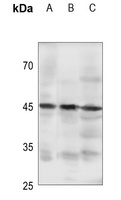 GPR105 Antibody