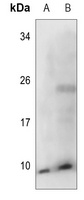 COX17 Antibody