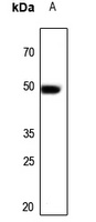 ARP3 Rabbit Polyclonal Antibody
