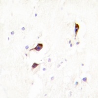 Cyclophilin F Antibody