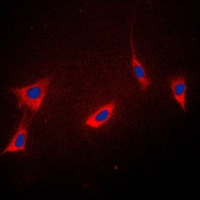 Cyclophilin F Antibody