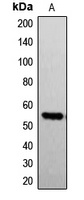 G3BP1 (Phospho-S232) Rabbit Polyclonal Antibody