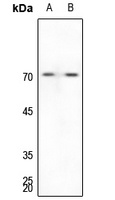 G3BP1 Rabbit Polyclonal Antibody