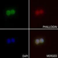 BCAS2 Rabbit Polyclonal Antibody