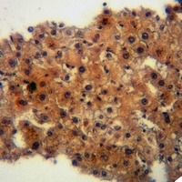 IFITM3 Rabbit Polyclonal Antibody