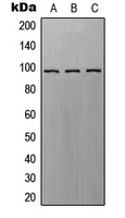EPAC1 Rabbit Polyclonal Antibody