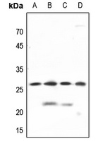 PGRMC2 Rabbit Polyclonal Antibody