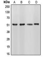 CUGBP1 Antibody