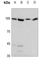 HSPH1 Antibody [KO/KD Validated]