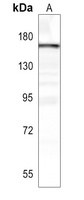 USP19 Rabbit Polyclonal Antibody