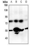 GPR83 Rabbit Polyclonal Antibody
