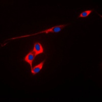 Peroxiredoxin 3 Rabbit Polyclonal Antibody