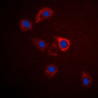GPR75 Antibody