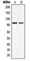 KAT7 Rabbit Polyclonal Antibody