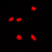 KAT7 Rabbit Polyclonal Antibody