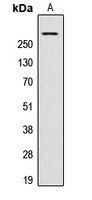 AKAP13 Rabbit Polyclonal Antibody