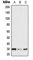 NXPH2 Rabbit Polyclonal Antibody