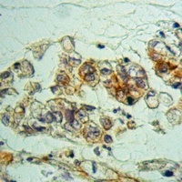 NXPH2 Rabbit Polyclonal Antibody