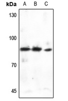 Cortactin Rabbit Polyclonal Antibody