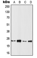 RRAS2 Rabbit Polyclonal Antibody