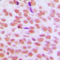 HP1 alpha Rabbit Polyclonal Antibody