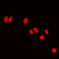 HP1 alpha Rabbit Polyclonal Antibody
