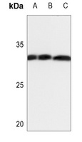 ANP32C Antibody